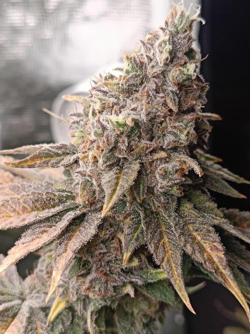 COCO ETHOS. Week 13 - Shawty R1 63F