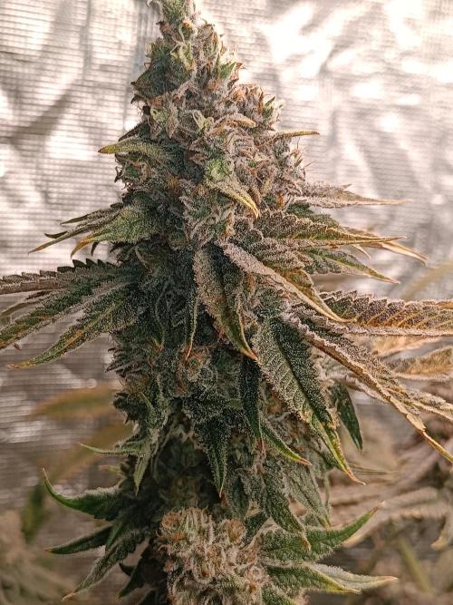 COCO ETHOS. Week 13 - Shawty R1 63F