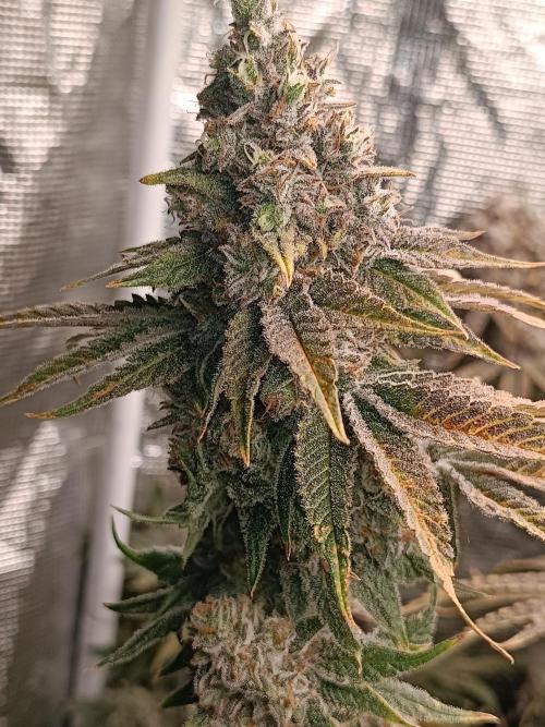 COCO ETHOS. Week 13 - Shawty R1 63F