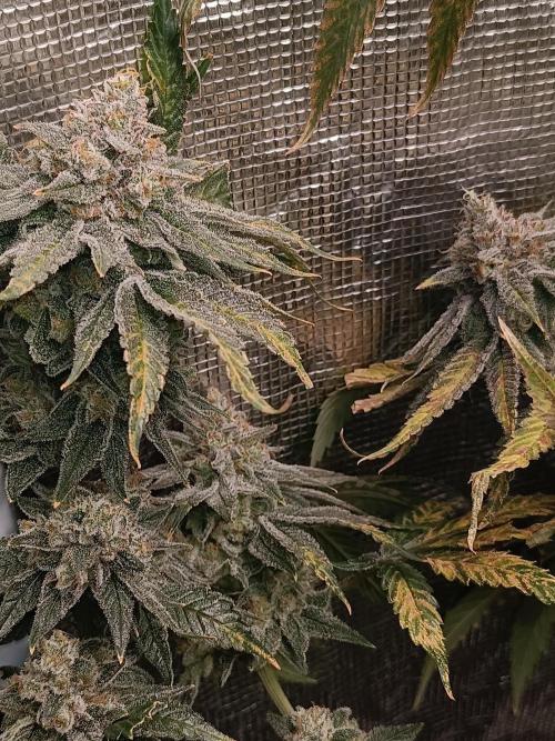 COCO ETHOS. Week 13 - Shawty R1 63F