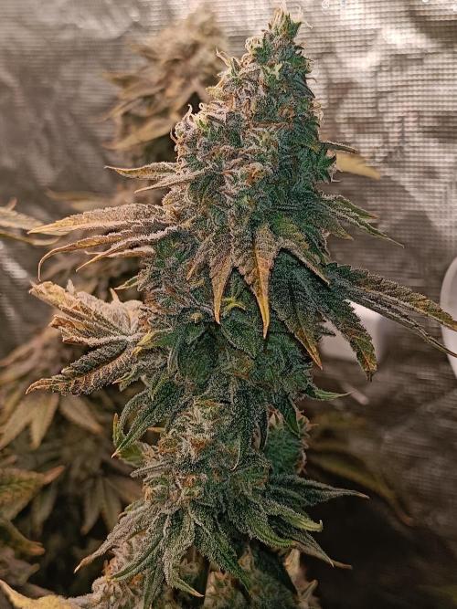COCO ETHOS. Week 13 - Shawty R1 63F