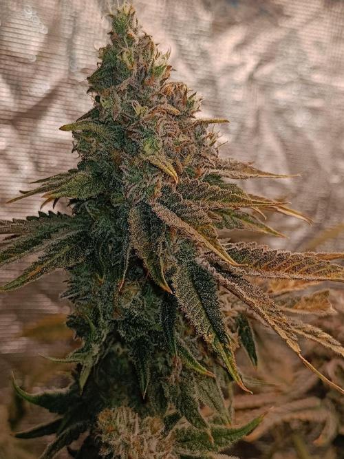 COCO ETHOS. Week 13 - Shawty R1 63F