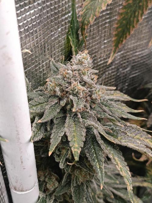 COCO ETHOS. Week 13 - Shawty R1 63F