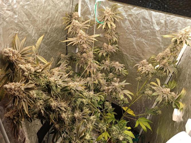 COCO ETHOS. Week 14 - End Game TPL 65F