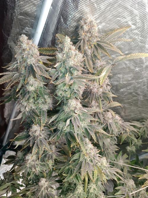 COCO ETHOS. Week 14 - End Game TPL 65F