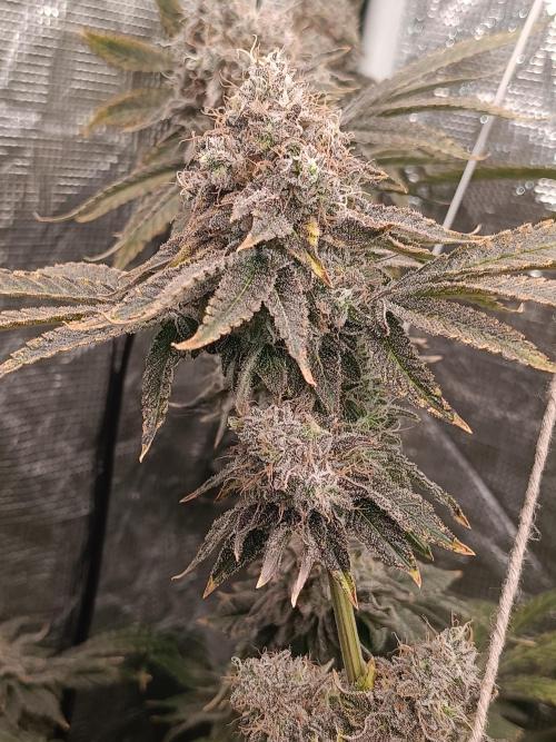 COCO ETHOS. Week 14 - End Game TPL 65F