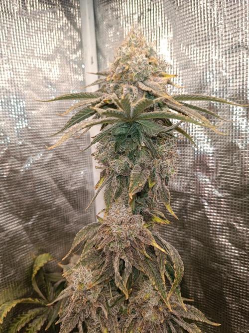 COCO ETHOS. Week 14 - End Game TPL 65F