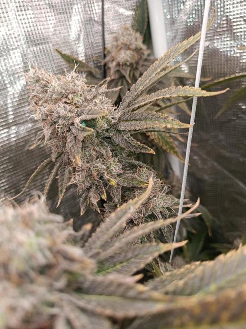 COCO ETHOS. Week 14 - End Game TPL 65F