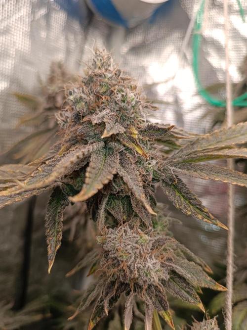 COCO ETHOS. Week 14 - End Game TPL 65F
