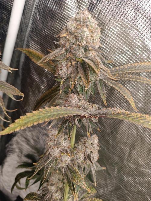 COCO ETHOS. Week 14 - End Game TPL 65F