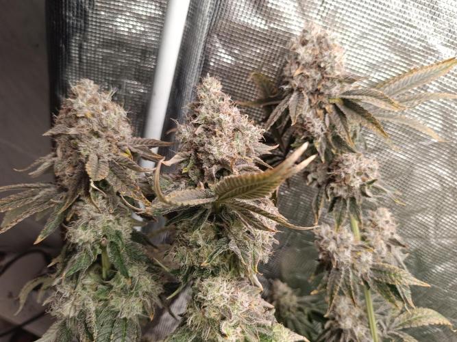 COCO ETHOS. Week 14 - End Game TPL 65F