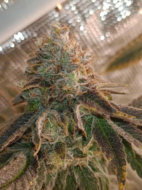 COCO ETHOS. Week 14 - End Game TPL 65F