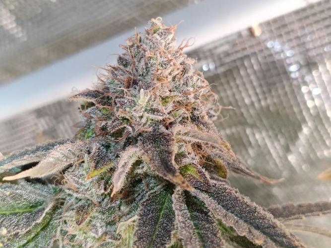 COCO ETHOS. Week 14 - End Game TPL 65F