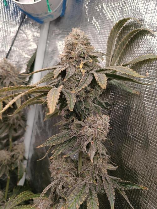 COCO ETHOS. Week 14 - End Game TPL 65F