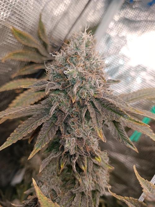 COCO ETHOS. Week 14 - End Game TPL 65F