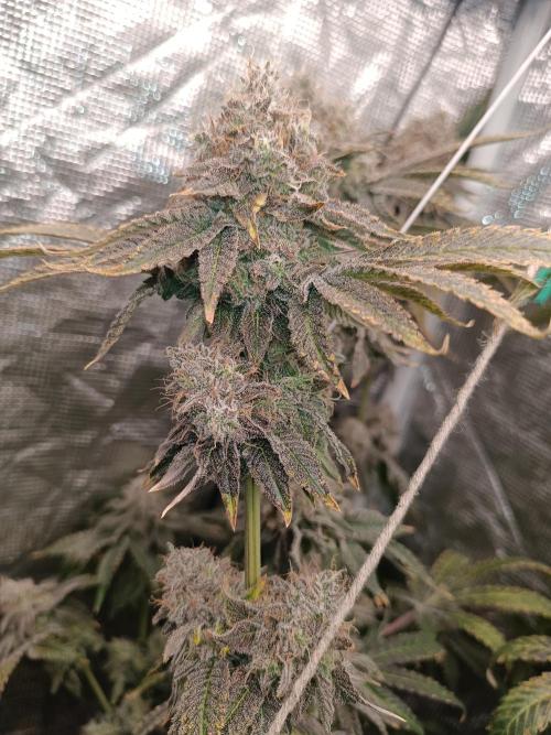 COCO ETHOS. Week 14 - End Game TPL 65F