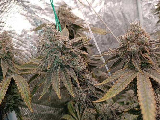 COCO ETHOS. Week 14 - End Game TPL 65F