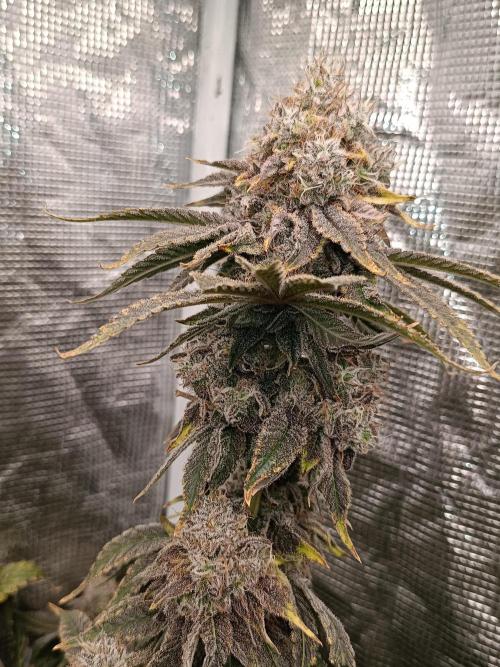 COCO ETHOS. Week 14 - End Game TPL 65F