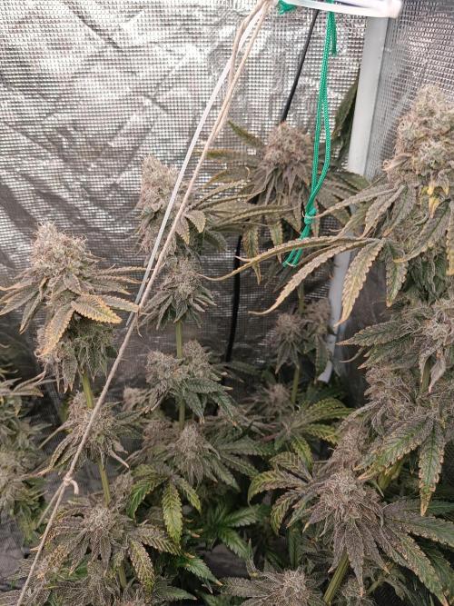 COCO ETHOS. Week 14 - End Game TPL 65F