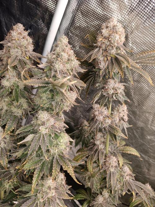 COCO ETHOS. Week 14 - End Game TPL 65F