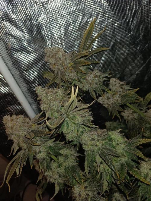 COCO ETHOS. Week 14 - End Game TPL 65F