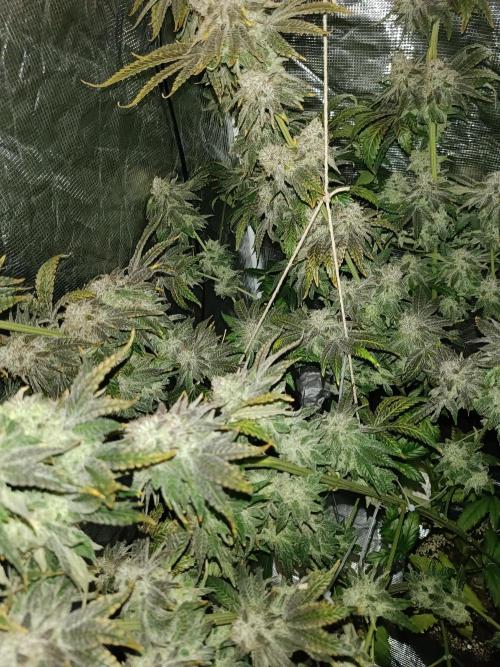 COCO ETHOS. Week 14 - End Game TPL 65F