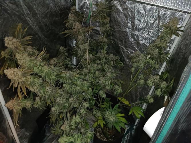 COCO ETHOS. Week 14 - End Game TPL 65F