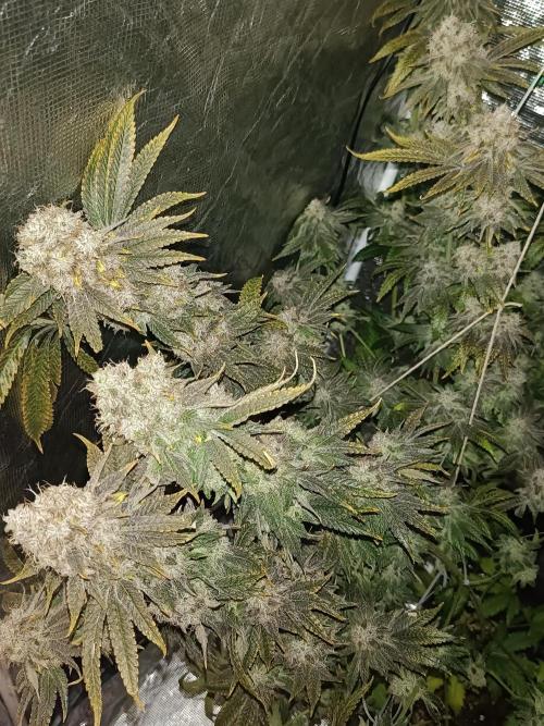 COCO ETHOS. Week 14 - End Game TPL 65F