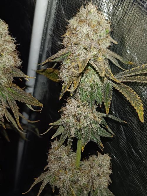 COCO ETHOS. Week 14 - End Game TPL 65F