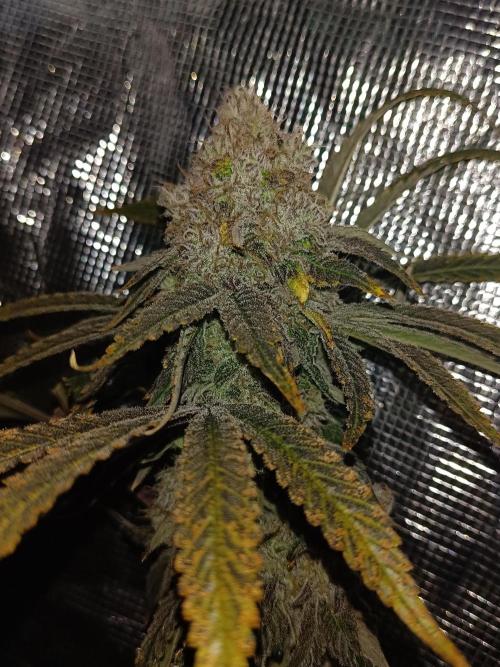 COCO ETHOS. Week 14 - End Game TPL 65F