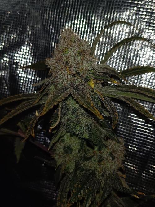 COCO ETHOS. Week 14 - End Game TPL 65F