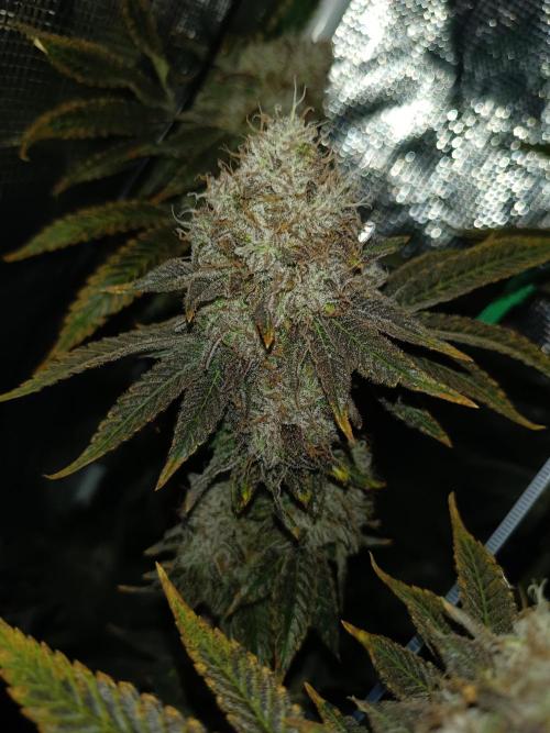 COCO ETHOS. Week 14 - End Game TPL 65F