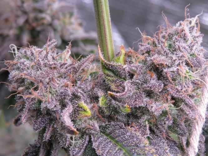 COCO ETHOS. Week 14 - End Game TPL 65F