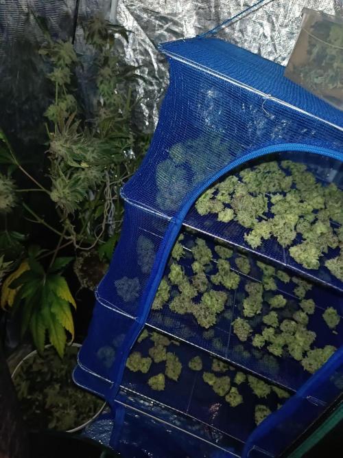 COCO ETHOS. Week 15 - End Game TPL 65F