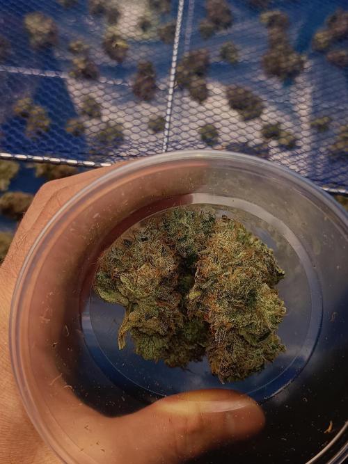 COCO ETHOS. Week 15 - End Game TPL 65F