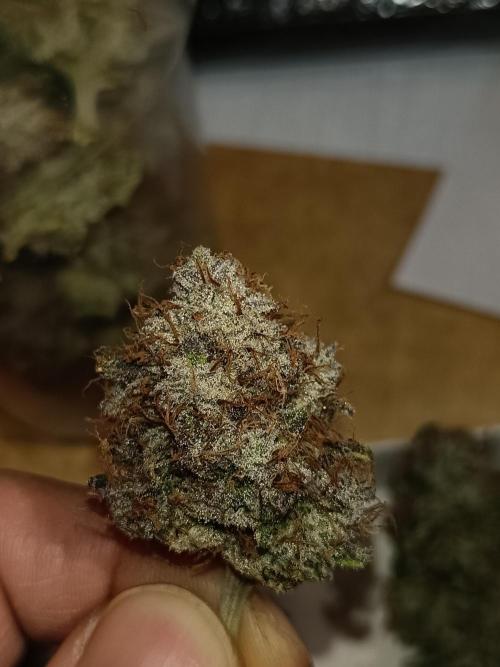 COCO ETHOS. Week 15 - End Game TPL 65F