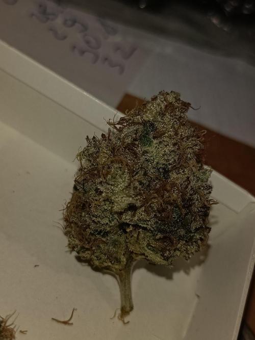 COCO ETHOS. Week 15 - End Game TPL 65F