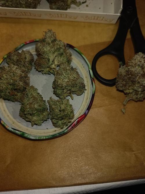 COCO ETHOS. Week 15 - End Game TPL 65F