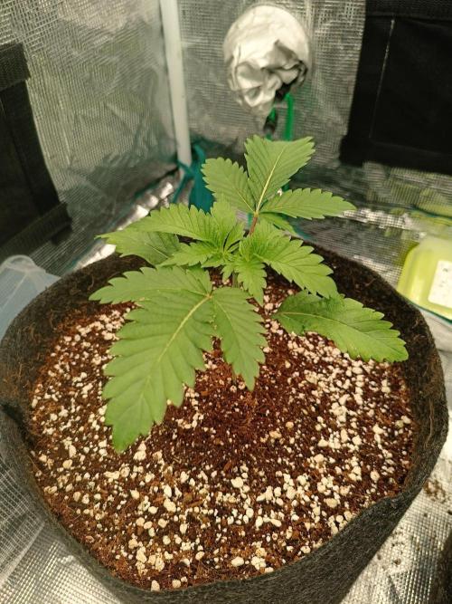 Exotic & Robin. Week 4 - Poppin Fresh 22d