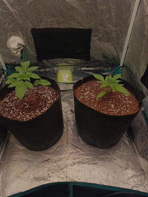 Exotic & Robin. Week 4 - 22d 
Rosa is on the right side
