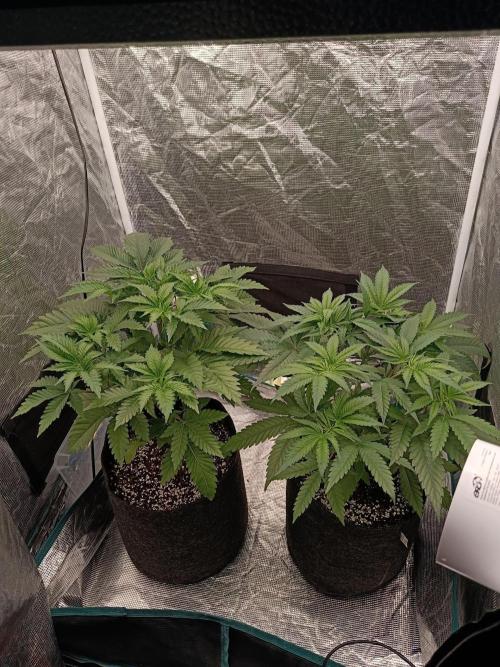 Exotic & Robin. Week 6 - 46d