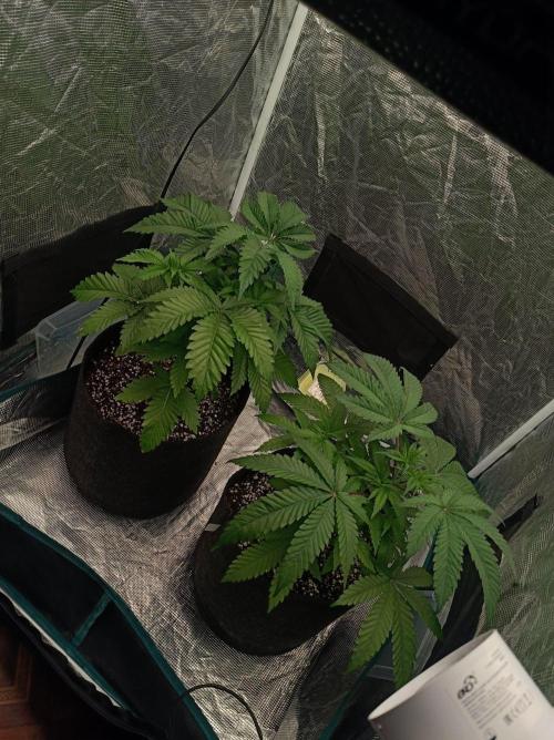 Exotic & Robin. Week 6 - 39d