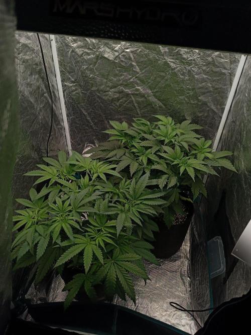 Exotic & Robin. Week 7 - 5d flowering (51total)