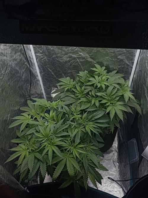 Exotic & Robin. Week 7 - 7d flowering (53total)
