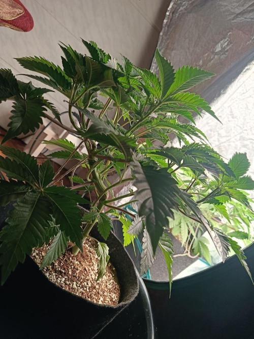 Exotic & Robin. Week 7 - 1st day flowering