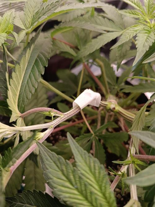 Exotic & Robin. Week 7 - 1st day flowering