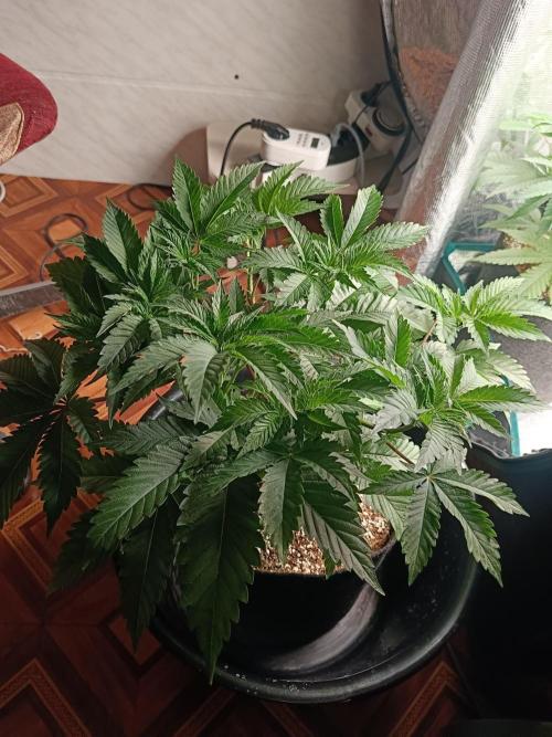 Exotic & Robin. Week 7 - 1st day flowering