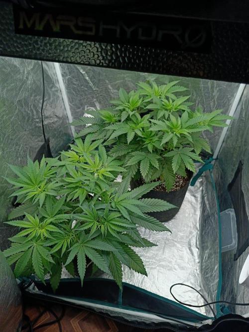 Exotic & Robin. Week 7 - 3d flowering