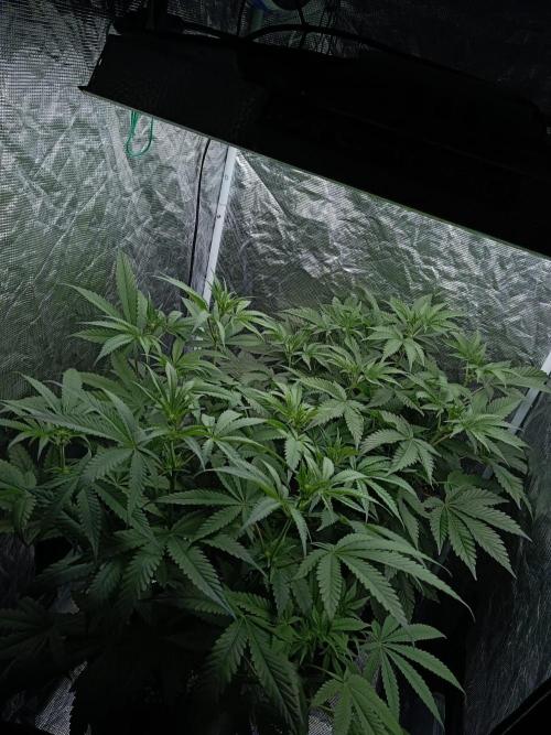 Exotic & Robin. Week 8 - Before defoliation 14F