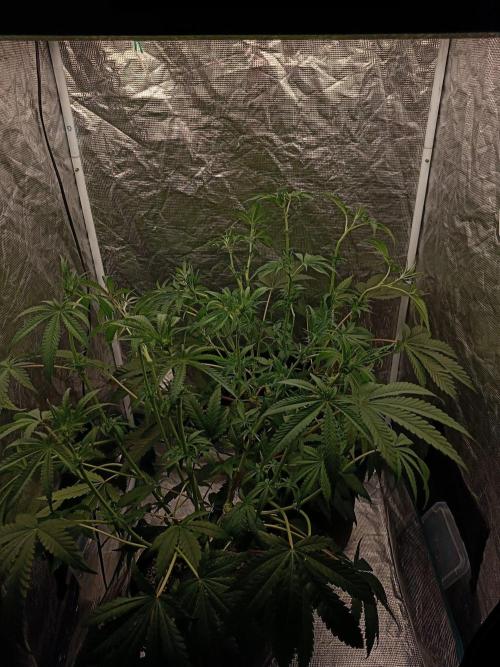 Exotic & Robin. Week 8 - After  14F